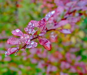 Fototapeta premium Raindrops on the Purple Leaves