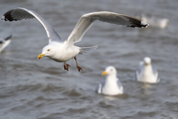Eine Silbermöwe fliegt über der Nordsee
