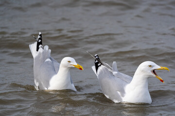 Zwei Silbermöwen schwimmen in der Nordsee