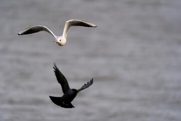 Fototapeta na wymiar Eine Möwe und eine Krähe im Flug über der Nordsee