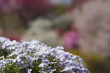 Close-up of moss phlox with beautiful lilac flowers