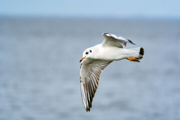 Lachmöwe im Flug über der Nordsee