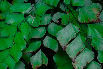 Green leaves on the wall for background and poster printing 