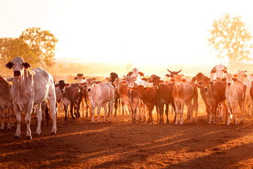 The bulls in the yards on a remote cattle station in Northern Territory in Australia at sunrise.
