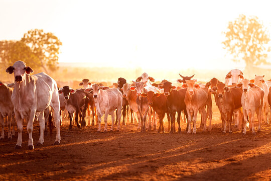 The bulls in the yards on a remote cattle station in Northern Territory in Australia at sunrise.
