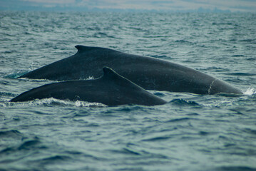 Fototapeta premium two humpbacks