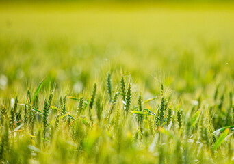 green wheat field and blue sky