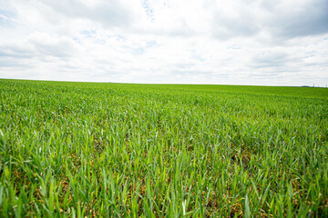 green wheat field and blue sky