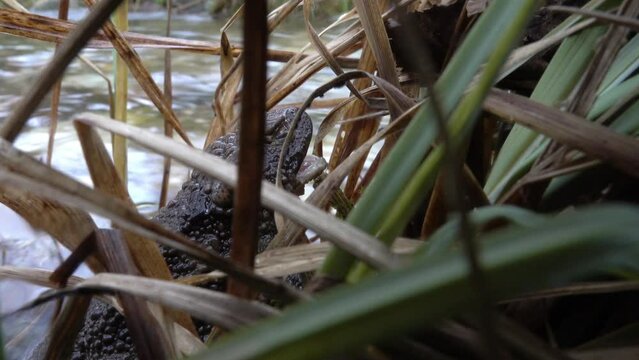 Common toad (Bufo bufo) yawns on the bank of the stream.