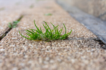 little weed on a street