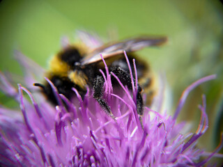 Bumblebee eating pollen on a thistle flower. Macro photo close up.