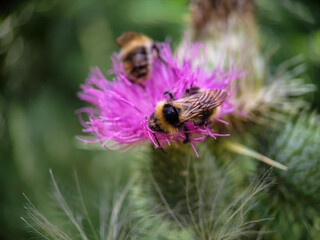 Bumblebee eating pollen on a thistle flower. Macro photo close up.