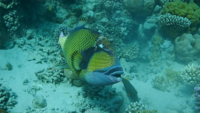 Close-up portrait of the Trigger fish on coral reef. Titan Triggerfish (Balistoides viridescens) Red Sea, Egypt.