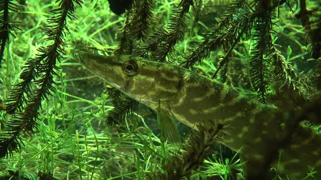 Northern pike (Esox lucius) holding perfectly still between the branches of sunken tree in bottom of a clear-watered lake.