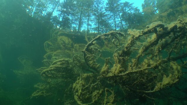 Branches of sunken tree in bottom of a clear-watered lake. Snell's window