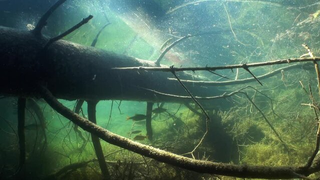 Common roaches (Rutilus rutilus) swimming between the branches of sunken tree in bottom of a clear-watered lake.