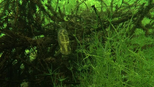 Northern pike (Esox lucius) swims slowly towards the camera, then turns away.