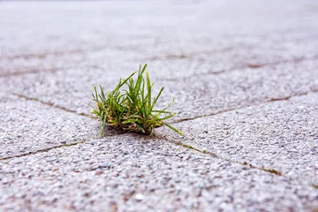 Fotobehang little weed on a street © funkenzauber