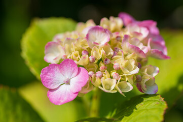 Obraz premium あじさい