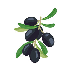 Branch of black olives with fruits and leaves. Greek traditional food. Vector flat illustration