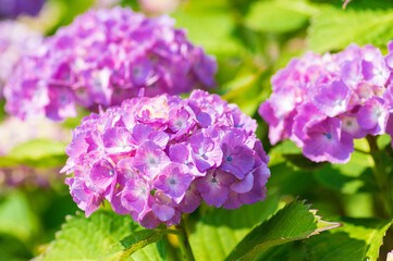 Obraz premium あじさい 