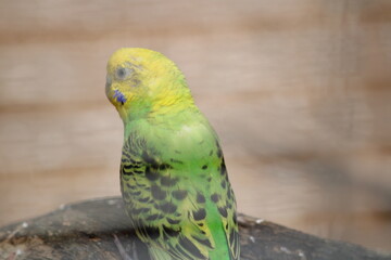 yellow and green parrot