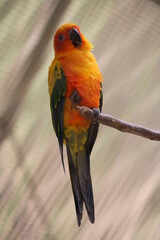 red and yellow macaw