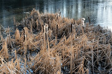 Pennisetum alopecuroides, auch Lampenputzergras oder  Federborstengras genannt  - Das dichte Gras...