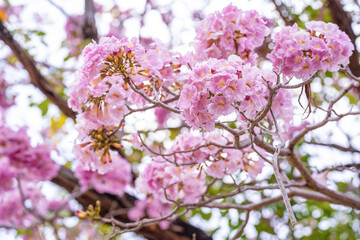 Close up of Pink Trumpet (Tabebuia rosea) flower, Flowering tree of the species sakura