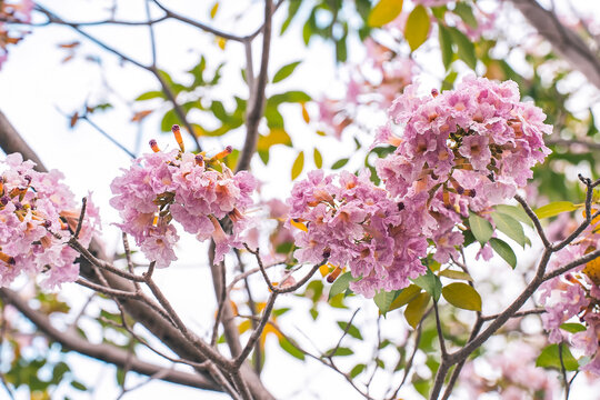 Close up of Pink Trumpet (Tabebuia rosea) flower, Flowering tree of the species sakura
