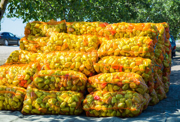 collected peppers in bags