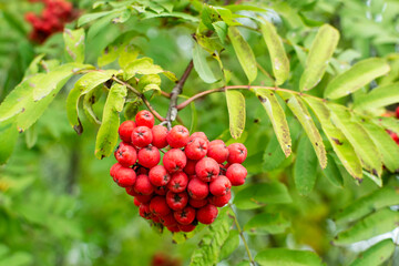 A bunch of red ripe mountain ash (rowan) with green leaves close-up on a tree in nature.