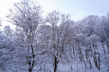 雪の覆われた山道