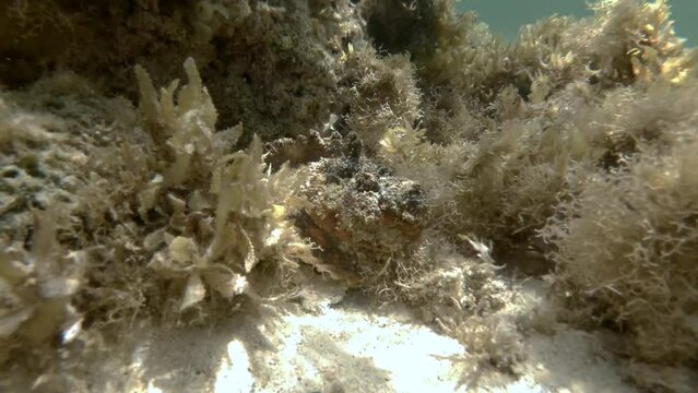 Stone fish hiding in seaweed. Reef Stonefish (Synanceia verrucosa). 4K-60fps 
