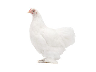 white chicken isolated on white background