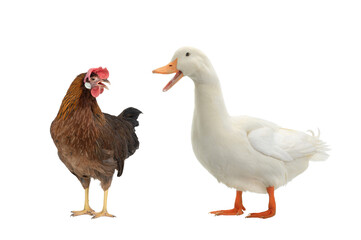 brown chicken and duck isolated on white background