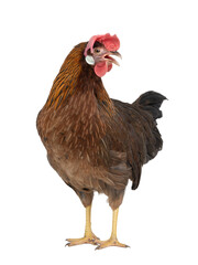 brown chicken isolated on white background