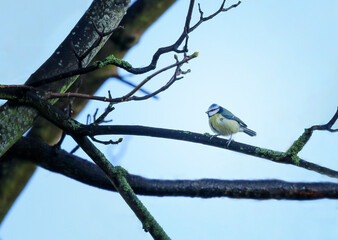 Small blue tit bird walks on branch against pale blue sky. 