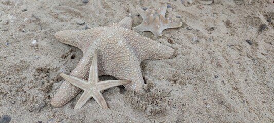 rozgwiazda starfish piasek sand - obrazy, fototapety, plakaty
