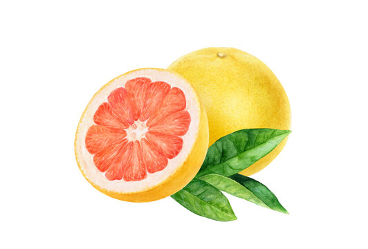 Pink grapefruit composition watercolor illustration isolated on white background