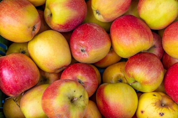 harvested apples with a view from above