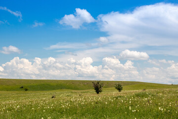 Blue summer sky with a green meadow. Rural area. Image for nature websites. Selective focus.