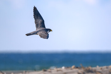 Peregrine falcon flying over the beach