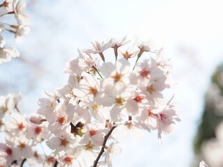 桜の花