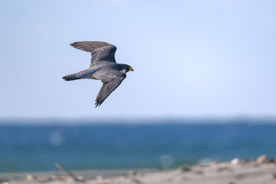 Peregrine falcon flying over the beach