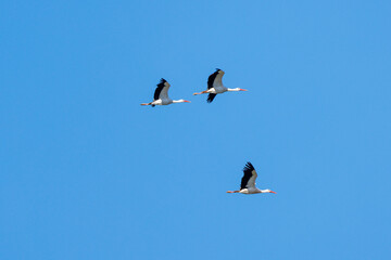 Return of storks from Africa to Europe