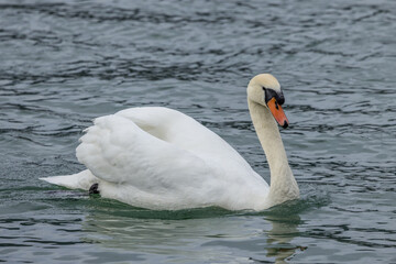 Obraz premium Mute swan swimming on a small lake