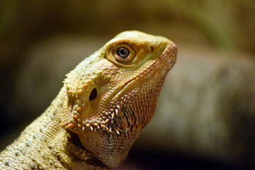Bartagame