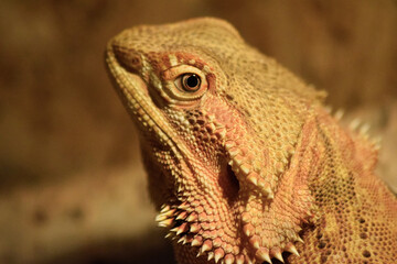 Bartagame