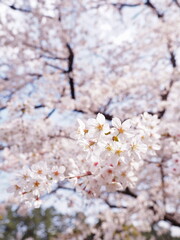 桜の花